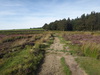 The path across Scarth Wood Moor.