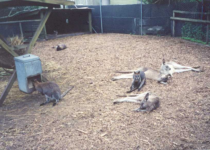 Kangaroos and wallabies at the wildlife reseve.