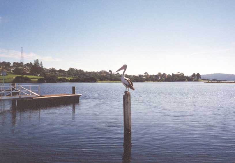 A Pelican on a pole at Mallacoota.