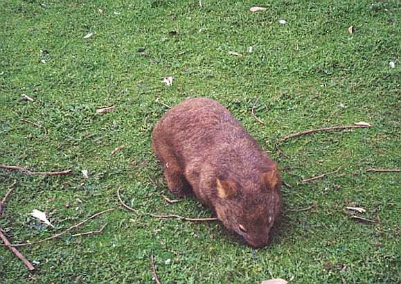A Wombat.