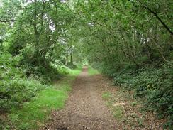 The Weaver's Way passing through North Walsham Wood. 