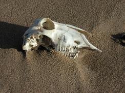 P2002A060016	A skull on Cheswick Sands. 