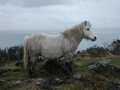 P20032030022	A Shetland Pony on the cliffs. 