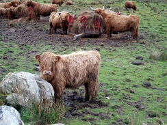 P20055075644	Highland Cows in Glen Elchaig.