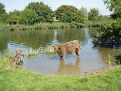 P20078250024	A cow in the Thames.