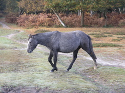 P2007B020080	Ponies near Matley Wood.