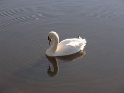 P2007B020133	A swan at Eling.