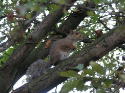 P2007B040448	A squirrel in a tree.