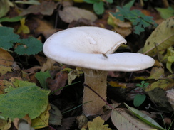 P2007B090755	A mushroom in woodland.