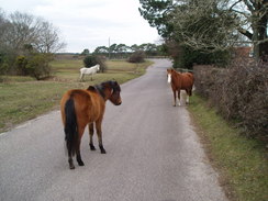 P20092230067	Ponies on the road.