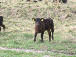 P20104150427	A young calf.