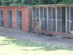 P20114084460	A deer beside some kennels.