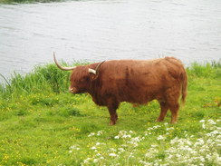 P20115160087	A highland cow grazing beside the river.