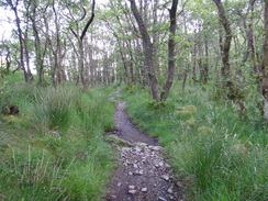 P2011DSC00321	The path heading north towards Ardleish Bothy.