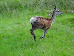 P2011DSC00619	A deer at the Kings House Hotel.