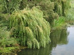 P2011DSC01585	A weeping willow in the Twenty Foot Drain.