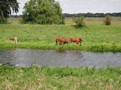 P2011DSC02101	Cows beside the river.