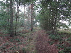 P2011DSC02987	The path through the woodland to the east of Market Rasen.