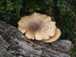 P2011DSC03059	A large fungus.