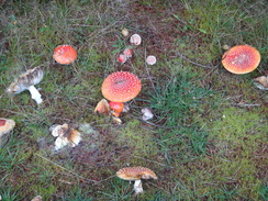 P2011DSC04067	Mushrooms beside the path.