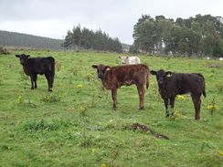 P2011DSC04633	Cows.