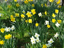 P2012DSC09387	Daffodils.