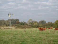 P2017DSC07042	a wind pump and some highland cows.