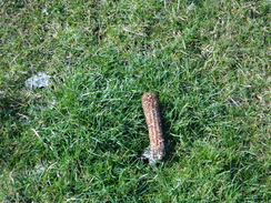 P2018DSC08621	The remains of a corn on the ground.
