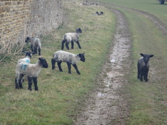 P2018DSC09049	Sheep on the path.