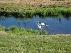 P2018DSC02128	Swans on the river.
