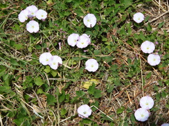 P2018DSC02334	Roadside wildflowers.