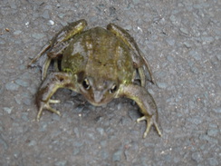 P2018DSC04048	A frog on the towpath.