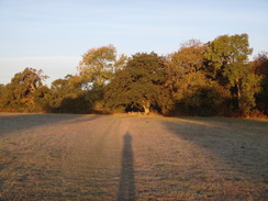 P2018DSC05247	The path between Moreton-in-Marsh and Batsford Arboretum.