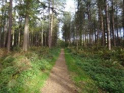 P2018DSC05714	A path through Nomanshill Wood.