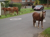 Ponies on the road in Woodgreen.