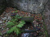 St Columba's Well in Invermoriston.