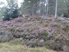 Heather beside the path.