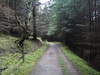 The path leading down through Clunabeg Wood.