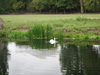 A swan on the Nene.