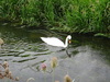 A swan in the Back Dike.