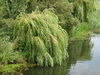 A weeping willow in the Twenty Foot Drain.