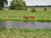 Cows beside the river.