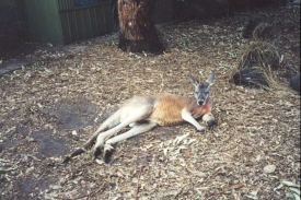 AE28	Kangaroo at the wildlife reseve.