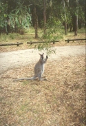 AF21	A Kangaroo at the Jimmy Creek Campground.