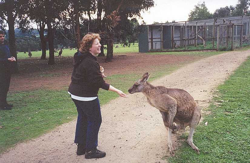 Sam feeding a Grey Kangaroo.