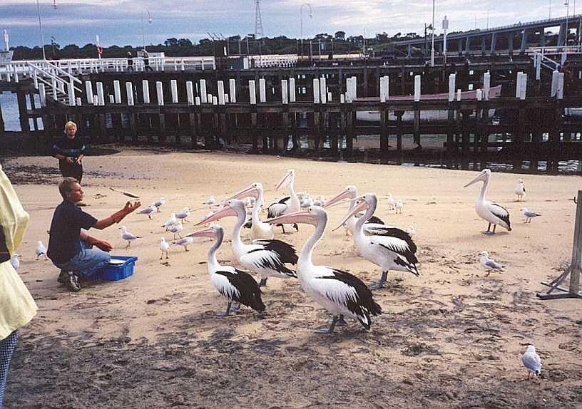 Feeding the Pelicans.