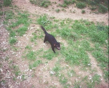 AH09	A Tasmanian devil.
