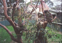 AH23	Three Koalas. Awake for once.