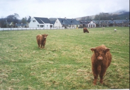 AS13	Two young Highland Cows in a field in Garve.