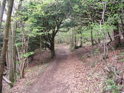 P20034292088	The path through the woodland of Arnside Park.